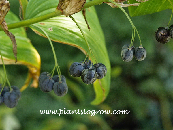 pendulous black/blue berries